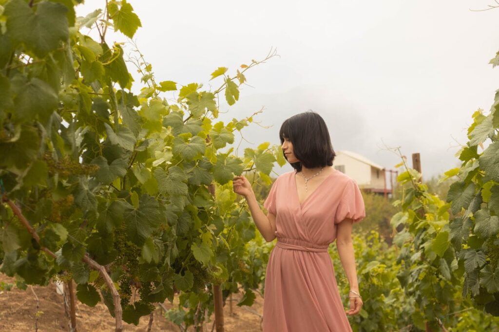 Viñedos cerca de San Juan del Río